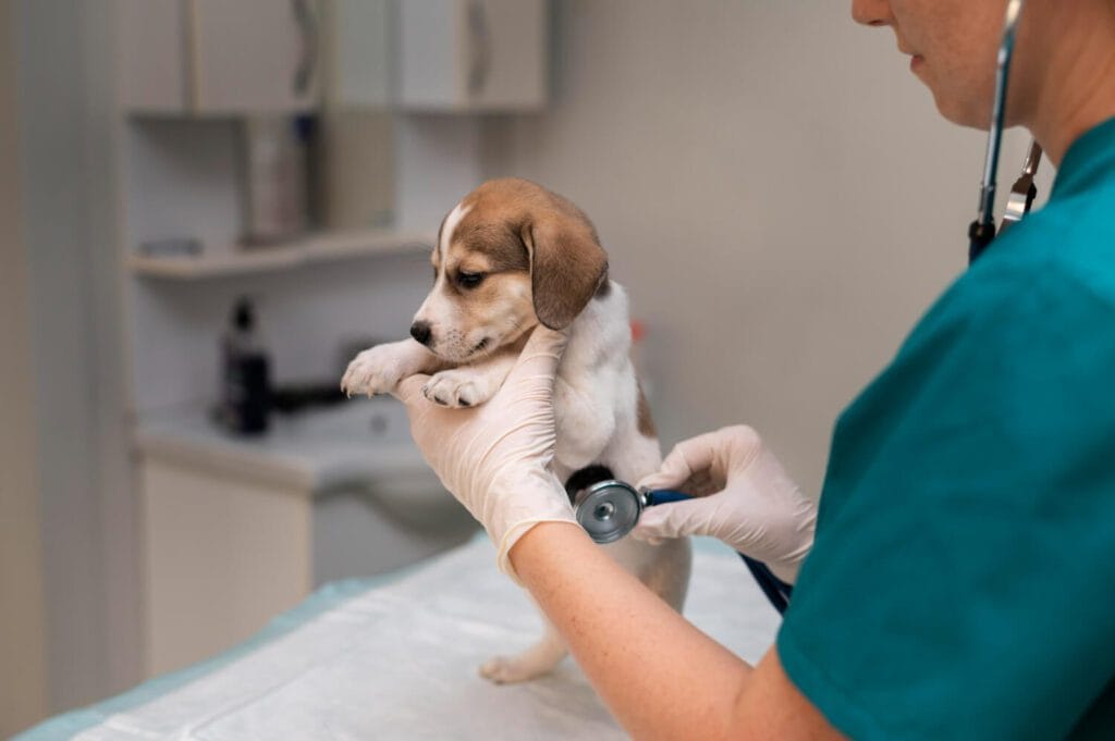 Imunoterapia Para Cães Com Alergias: Guia Completo Sobre Funcionamento, Benefícios E Resultados Reais 3 Imunoterapia Para Cães