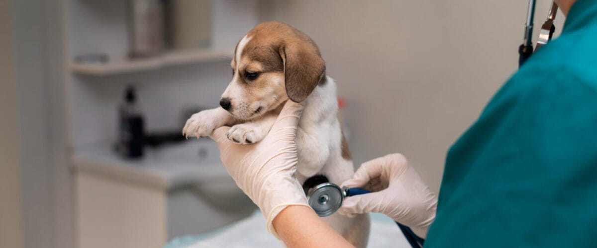 Dermatite Atópica Em Pets: Sintomas, Diagnóstico E Plano Terapêutico Personalizado 1 Imunoterapia Para Cães