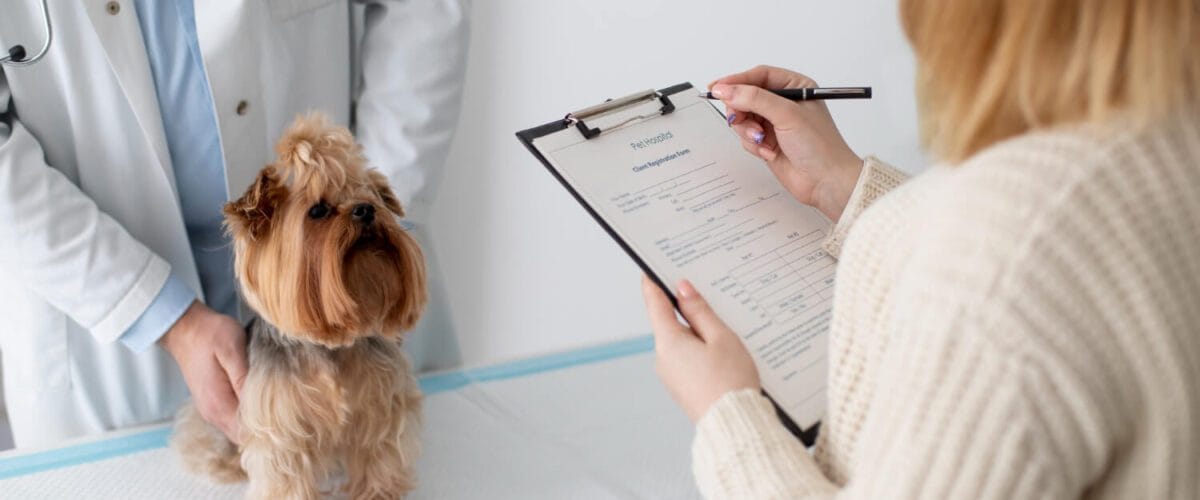 Cuidados Pós-Cirúrgicos Em Dermatologia Veterinária: Como Garantir A Recuperação Do Seu Pet 1 Imunoterapia Para Cães