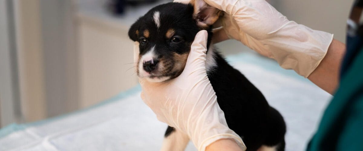 Como Prevenir Otites Recorrentes Em Cães E Gatos: Cuidados Essenciais Para A Saúde Dos Ouvidos 2 Otites Recorrentes Citologia Auricular