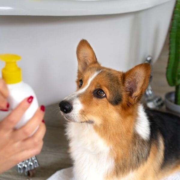 Petderma-Shampoos-Medicinais-Em-Pets.1 Shampoos Medicinais Em Pets