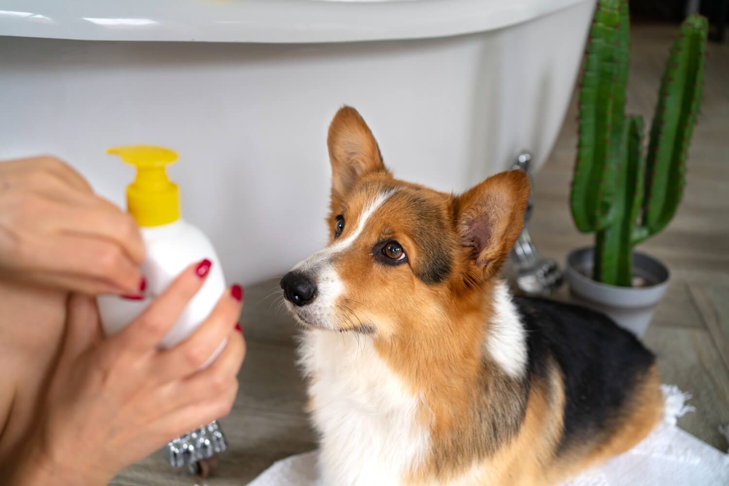 Shampoos Medicinais Em Pets