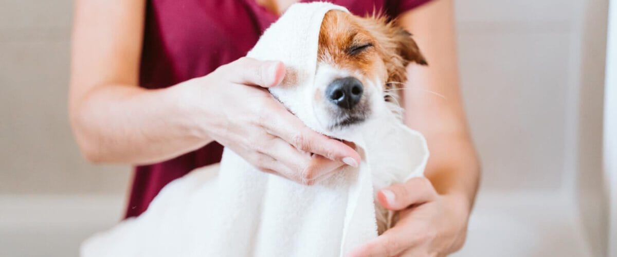 Como Evitar Irritações De Pele Após Banho Em Pets 8 Shampoos Medicinais Em Pets