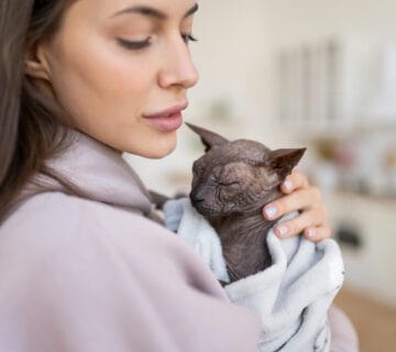 Cuidados Pós-Tratamento Dermatológico: Como Garantir A Recuperação Do Pet 10 Exames Dermatite Fúngica Em Cães E Gatos