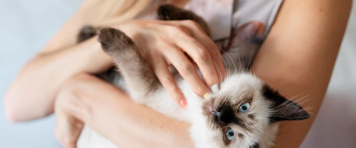 Manejo Integrado Para Controle De Pulgas E Prevenção De Dermatites Em Cães E Gatos 7 Dermatite Fúngica Em Cães E Gatos