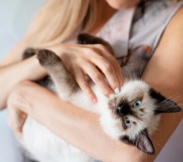 Cuidados Essenciais Para Prevenir Alergias E Dermatites Em Filhotes Desde O Primeiro Dia 8 Dermatite Fúngica Em Cães E Gatos