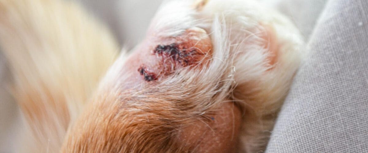 Dermatite Causada Por Micose Em Pets: Diagnóstico E Tratamentos Indicados 1 Dermatite Fúngica Em Cães E Gatos A Relação Entre Problemas Hormonais E Dermatite Em Pets