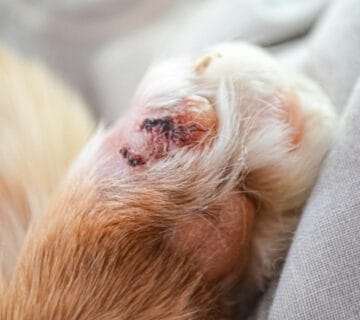Dermatite Causada Por Micose Em Pets: Diagnóstico E Tratamentos Indicados 7 Dermatite Fúngica Em Cães E Gatos A Relação Entre Problemas Hormonais E Dermatite Em Pets