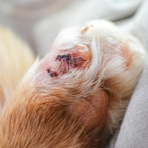 Petderma-Dermatite-Fungica-Em-Cães-E-Gatos.2 Dermatite Fúngica Em Cães E Gatos A Relação Entre Problemas Hormonais E Dermatite Em Pets