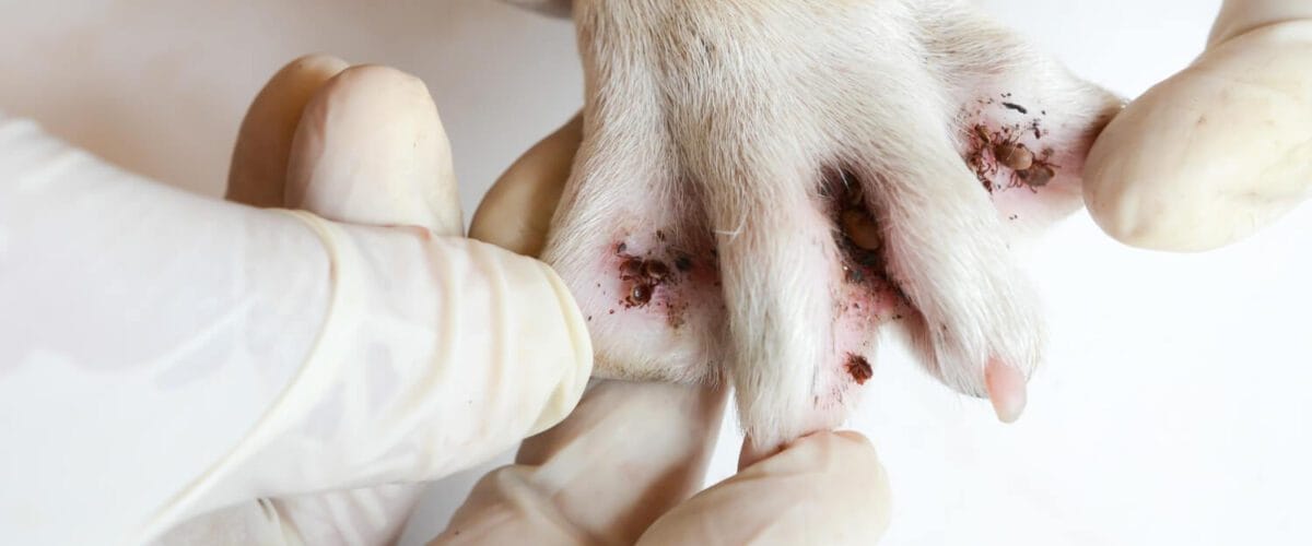 A Relação Entre Problemas Hormonais E Dermatite Em Pets 3 Dermatite Fúngica Em Cães E Gatos