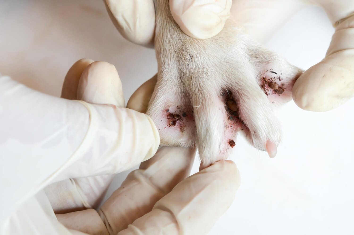 Dermatite Fúngica Em Cães E Gatos