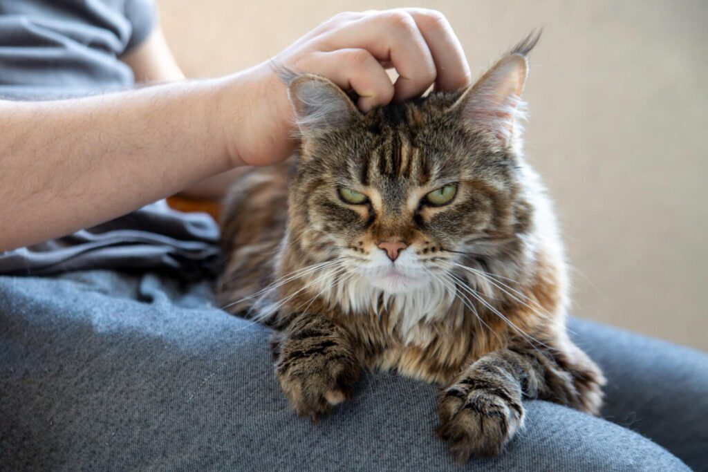Como Lidar Com Coceira Crônica Em Gatos De Forma Segura E Eficaz 3 Coceira Crônica Em Gatos