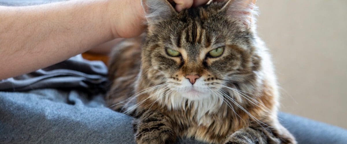 Como Proteger A Pele Dos Pets Em Climas Quentes E Úmidos: Cuidados Essenciais 1 Coceira Crônica Em Gatos