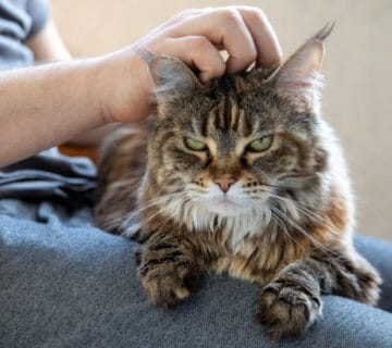 Como Proteger A Pele Dos Pets Em Climas Quentes E Úmidos: Cuidados Essenciais 12 Coceira Crônica Em Gatos