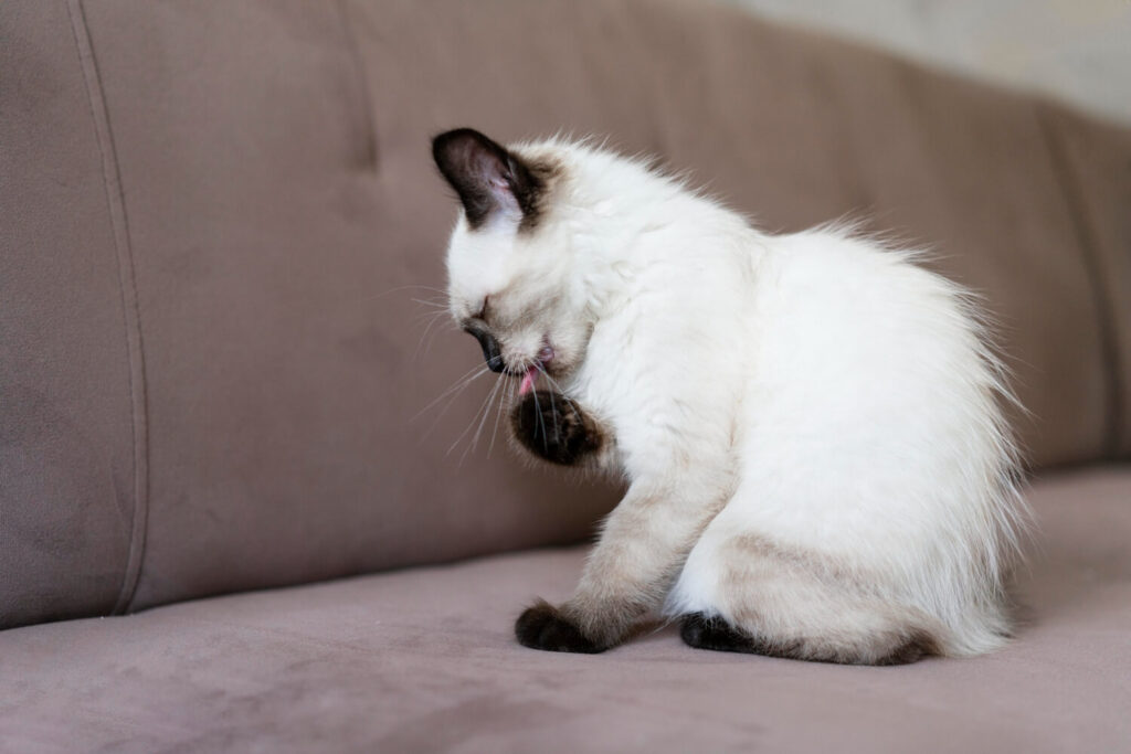 Como Lidar Com Coceira Crônica Em Gatos De Forma Segura E Eficaz 2 Coceira Crônica Em Gatos
