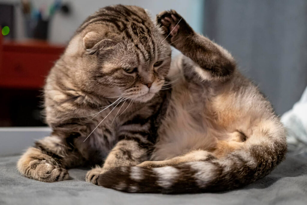 Coceira Crônica em Gatos Irritações de Pele