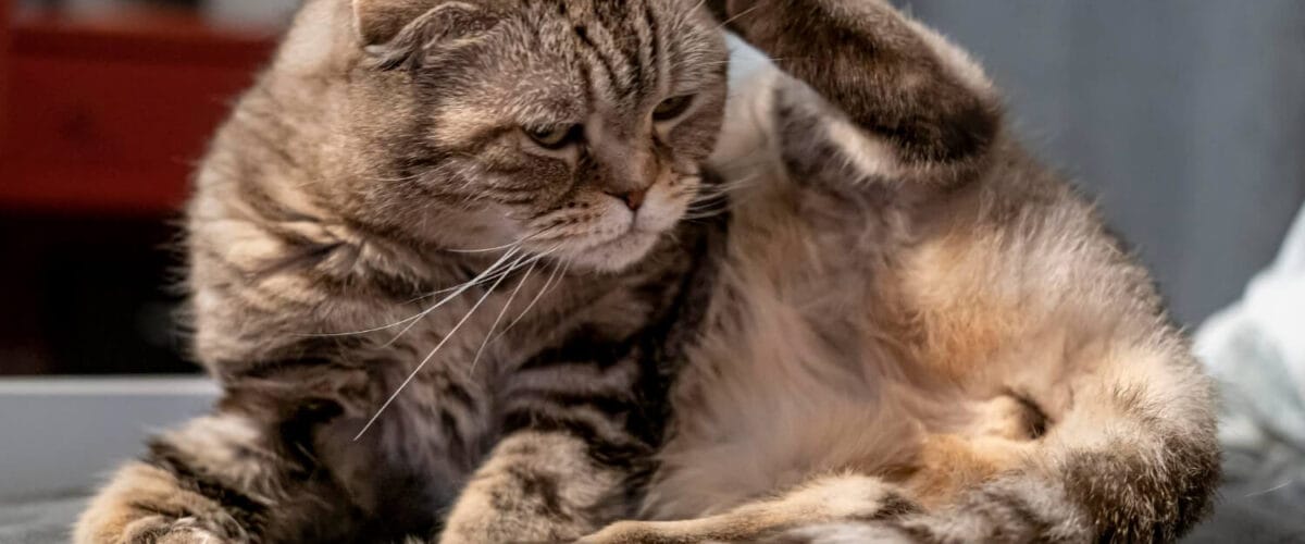 Coceira Crônica Em Gatos Irritações De Pele