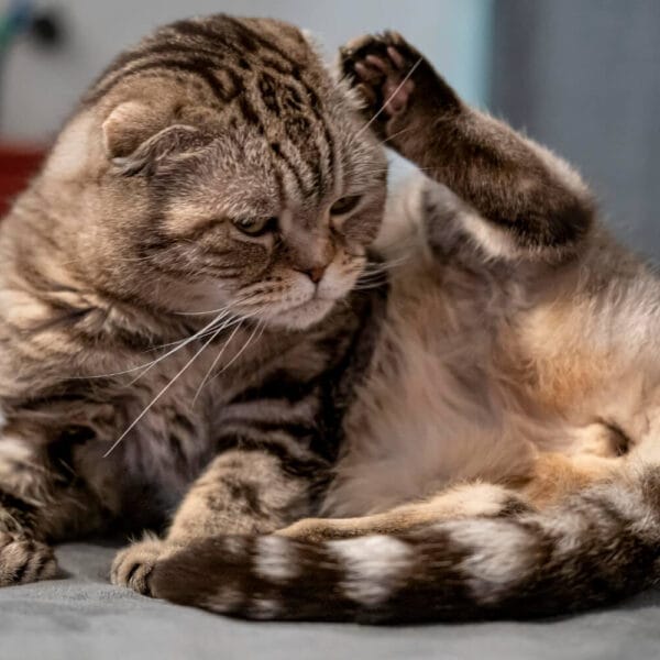 Petderma-Coceira-Em-Gatos.2 Coceira Crônica Em Gatos Irritações De Pele
