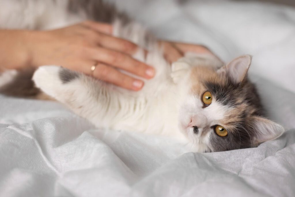 Como Lidar Com Coceira Crônica Em Gatos De Forma Segura E Eficaz 4 Coceira Crônica Em Gatos