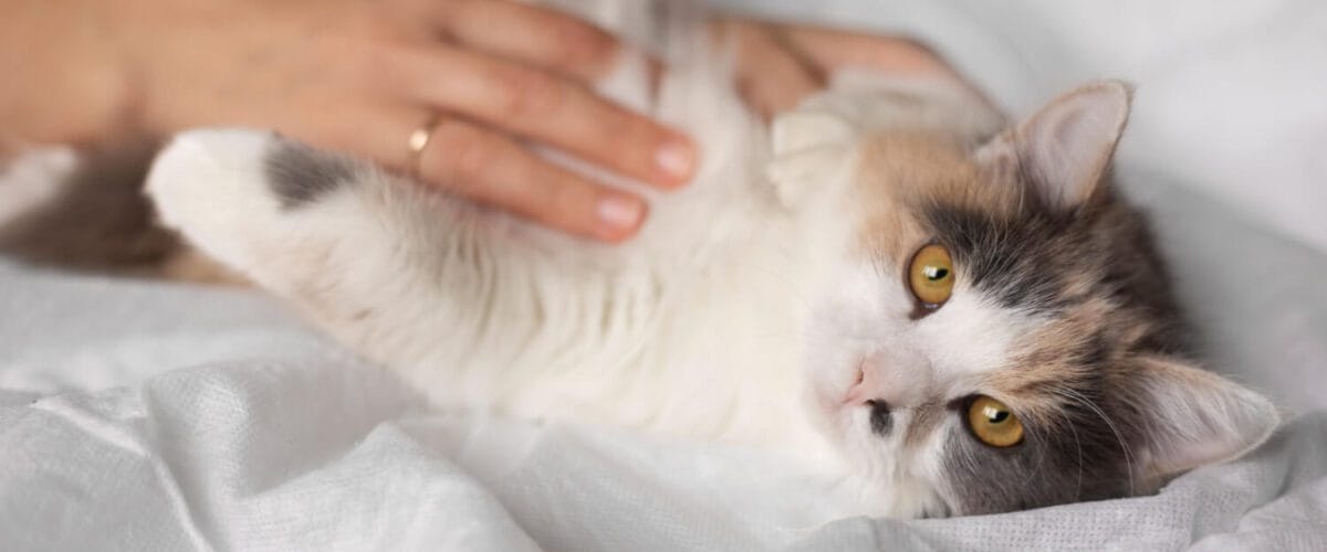 Coceira Crônica Em Gatos Alergias Sazonais Em Pets