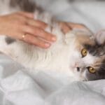 Coceira Crônica Em Gatos Alergias Sazonais Em Pets