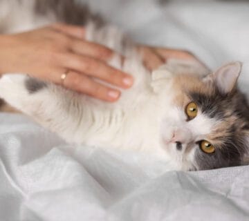 Furúnculos Em Cães E Gatos: Como Identificar, Tratar E Evitar Novos Casos 8 Coceira Crônica Em Gatos Alergias Sazonais Em Pets