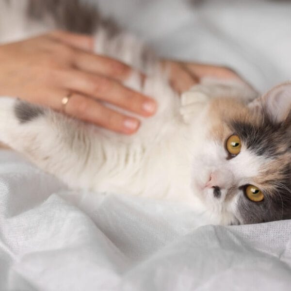 Petderma-Coceira-Em-Gatos.3 Coceira Crônica Em Gatos
