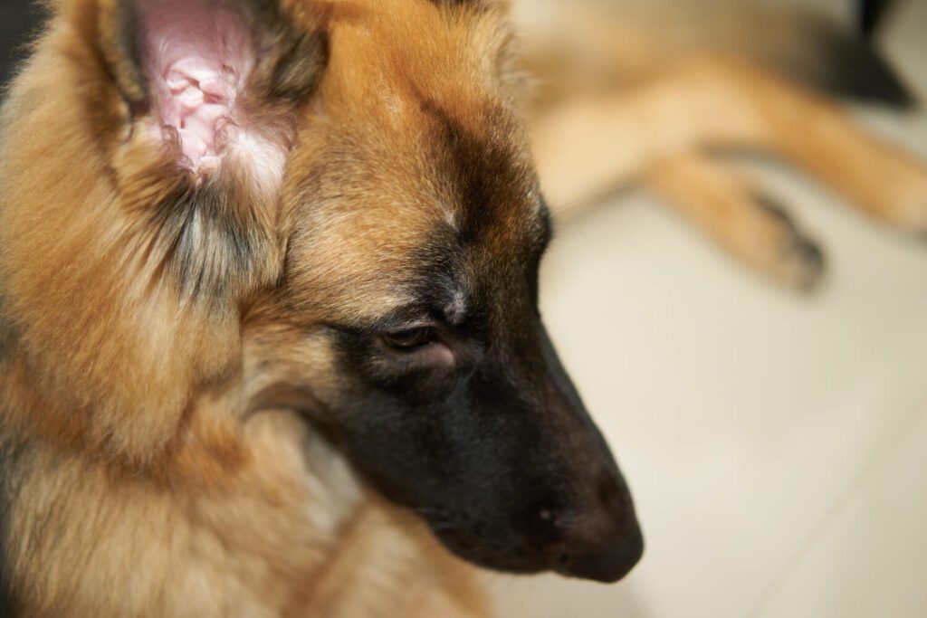 Dermatite Seborreica Em Cães: Como Reconhecer Os Sinais E Ajudar Seu Pet No Tratamento 2 Dermatite Seborreica Em Cães