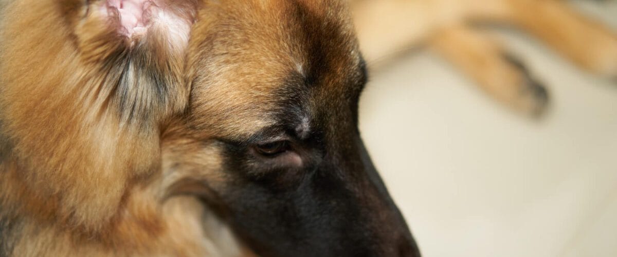Exame Dermatológico Anual Em Cães E Gatos: Por Que Esse Cuidado É Essencial Para A Saúde Do Seu Pet 1 Dermatite Seborreica Em Cães