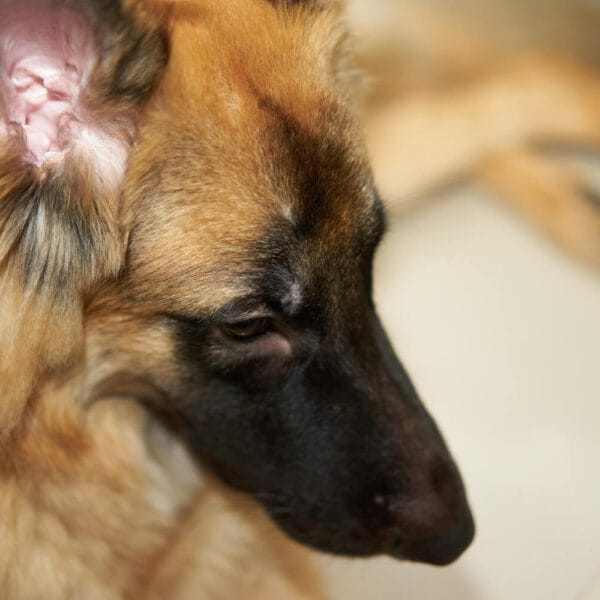 Petderma-Dermatite-Seborreica. Dermatite Seborreica Em Cães