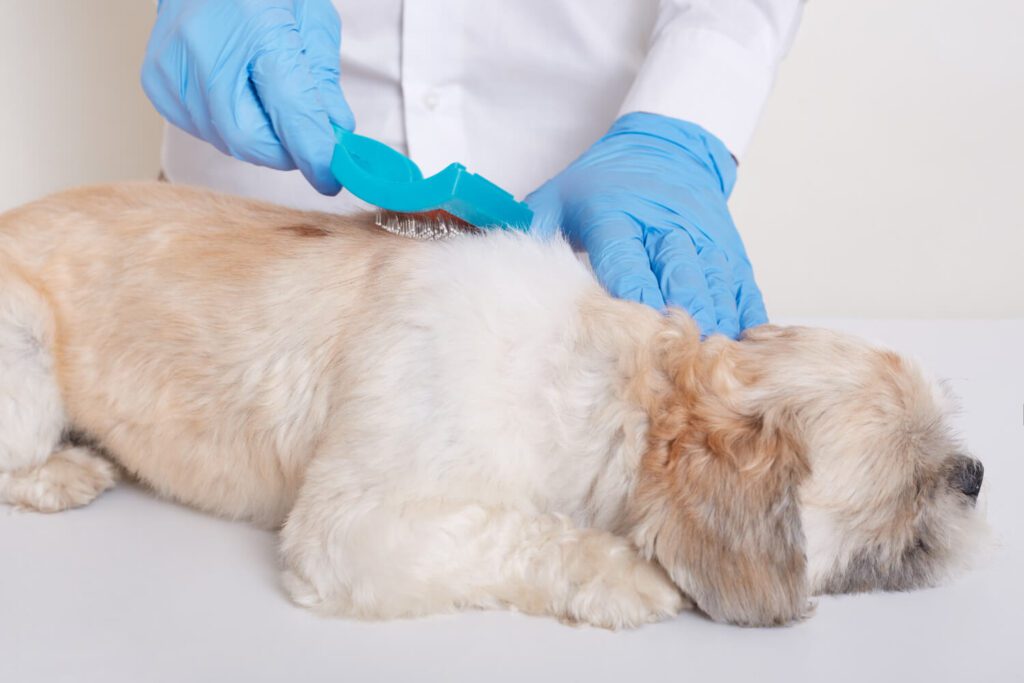 Exame Dermatológico Anual Em Cães E Gatos: Por Que Esse Cuidado É Essencial Para A Saúde Do Seu Pet 2 Dermatite Seborreica Em Cães Exame Dermatológico