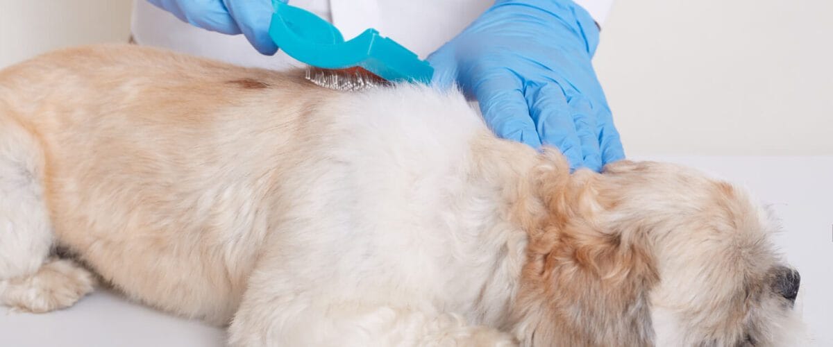 Dermatite Seborreica Em Cães: Como Reconhecer Os Sinais E Ajudar Seu Pet No Tratamento 2 Dermatite Seborreica Em Cães Exame Dermatológico