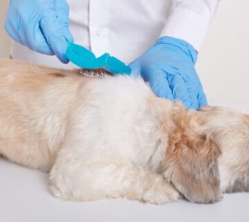 Dermatite Seborreica Em Cães Exame Dermatológico