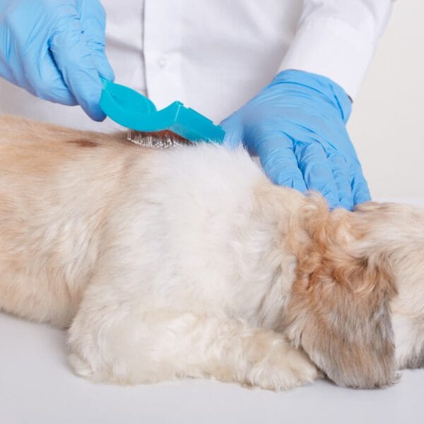 Petderma-Dermatite-Seborreica.1 Dermatite Seborreica Em Cães Exame Dermatológico