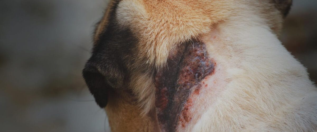 Dermatite Seborreica Em Cães Feridas