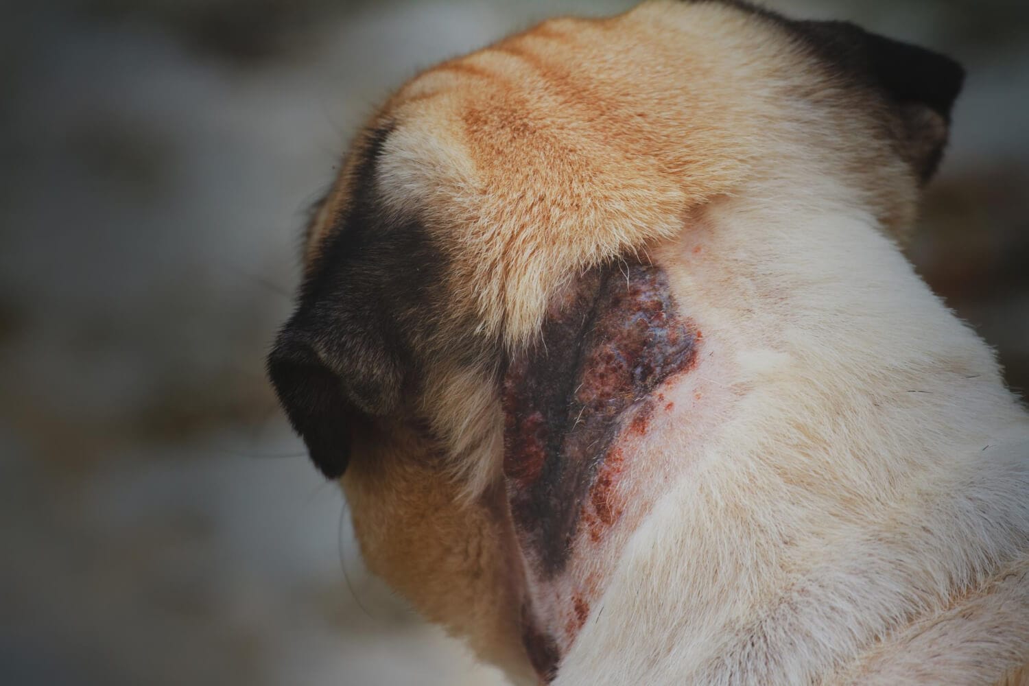 Dermatite Seborreica Em Cães Feridas