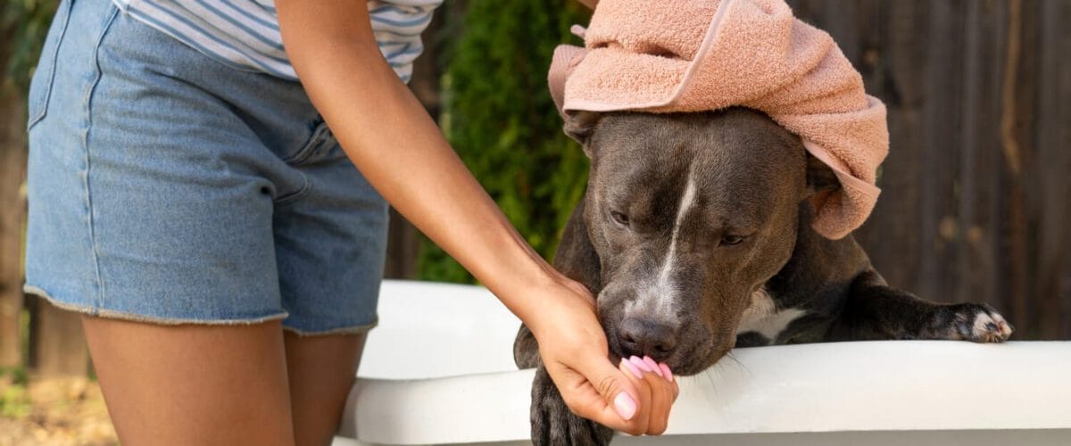 Cuidados Com A Pele De Cães Idosos: Prevenindo Ressecamento E Alergias 8 Hidratação Da Pele De Pets Shampoos Medicinais