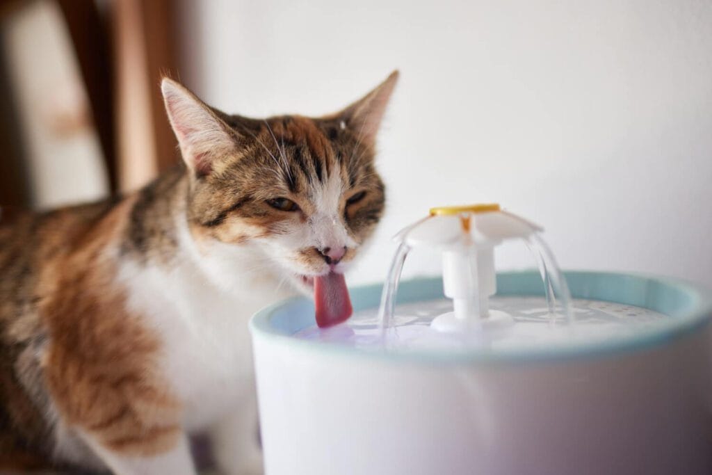 Como A Hidratação Ajuda Na Saúde Da Pele Do Pet 4 Como A Hidratação Ajuda Na Saúde Da Pele Do Pet