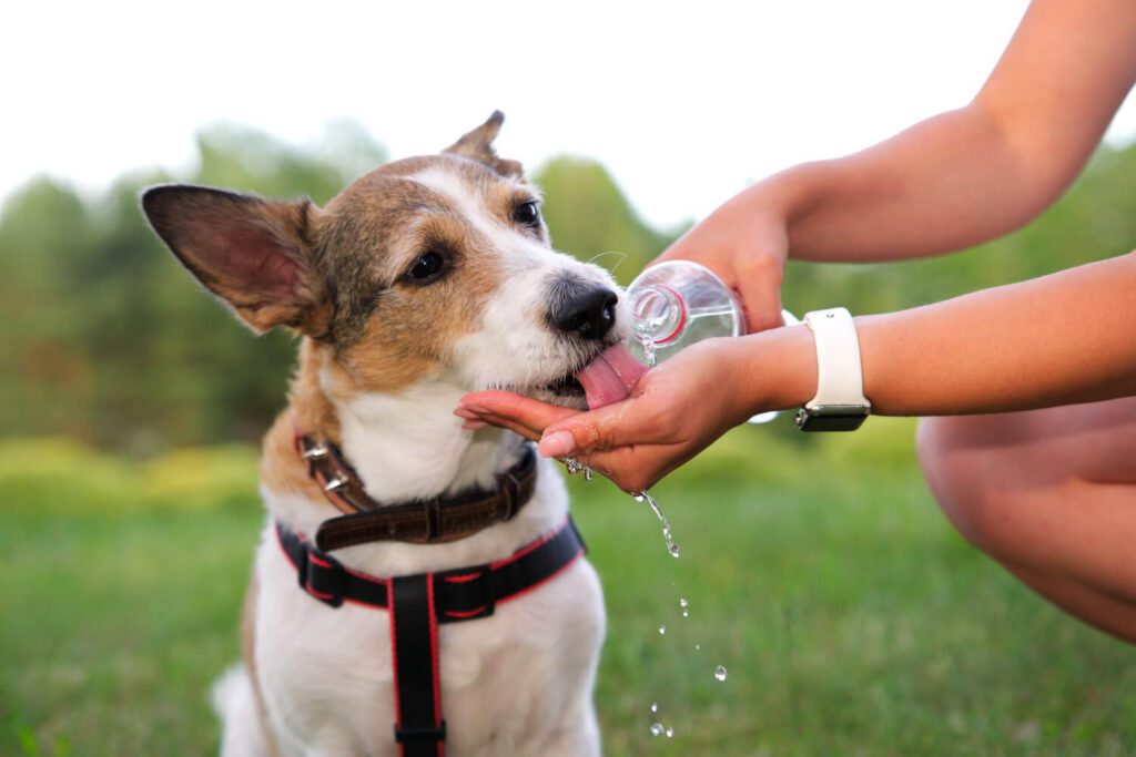 Manejo Integrado Para Controle De Pulgas E Prevenção De Dermatites Em Cães E Gatos 3 Como A Hidratação Ajuda Na Saúde Da Pele Do Pet