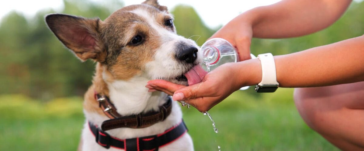 Como A Hidratação Ajuda Na Saúde Da Pele Do Pet 8 Como A Hidratação Ajuda Na Saúde Da Pele Do Pet