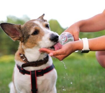 Como A Hidratação Ajuda Na Saúde Da Pele Do Pet