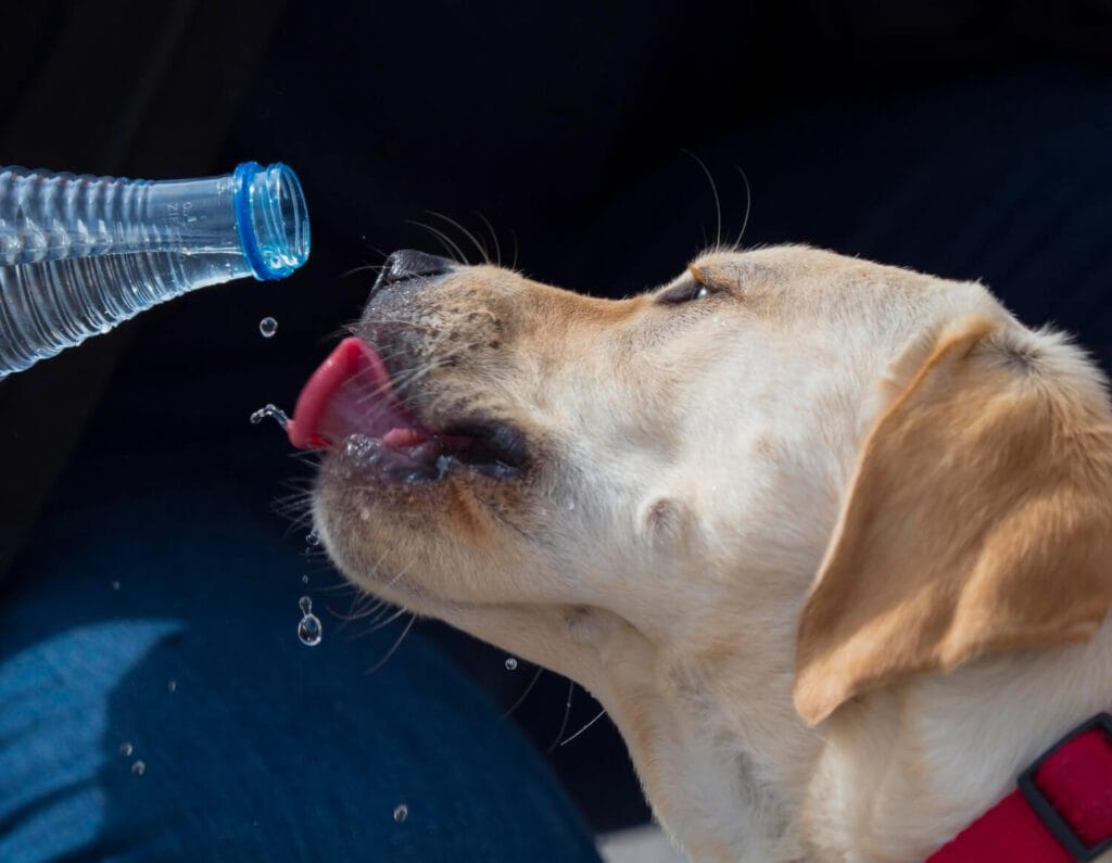 Como A Hidratação Ajuda Na Saúde Da Pele Do Pet 3 Como A Hidratação Ajuda Na Saúde Da Pele Do Pet