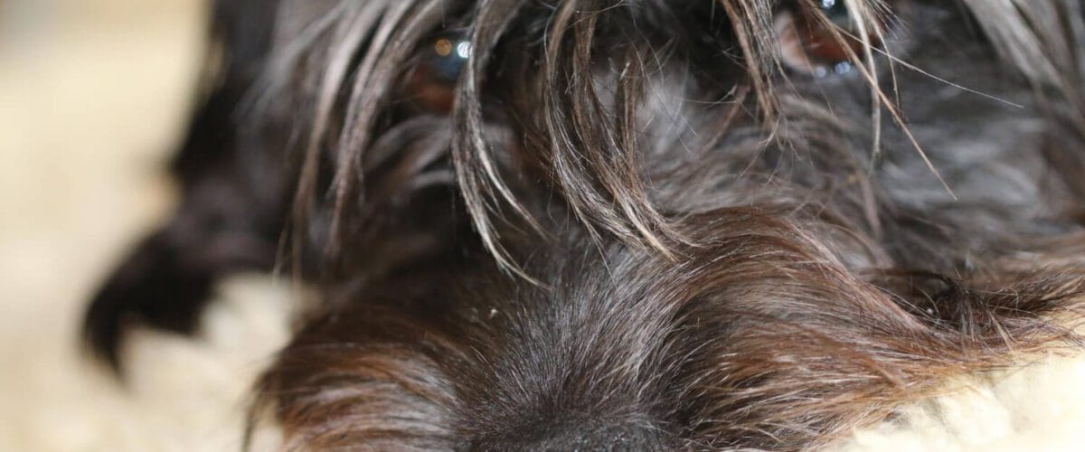 Alergia A Pulgas Em Cães: Cuidados Dermatológicos E Dicas Eficazes De Prevenção 8 Queda De Pelos Em Cães Infecções Bacterianas Secundárias