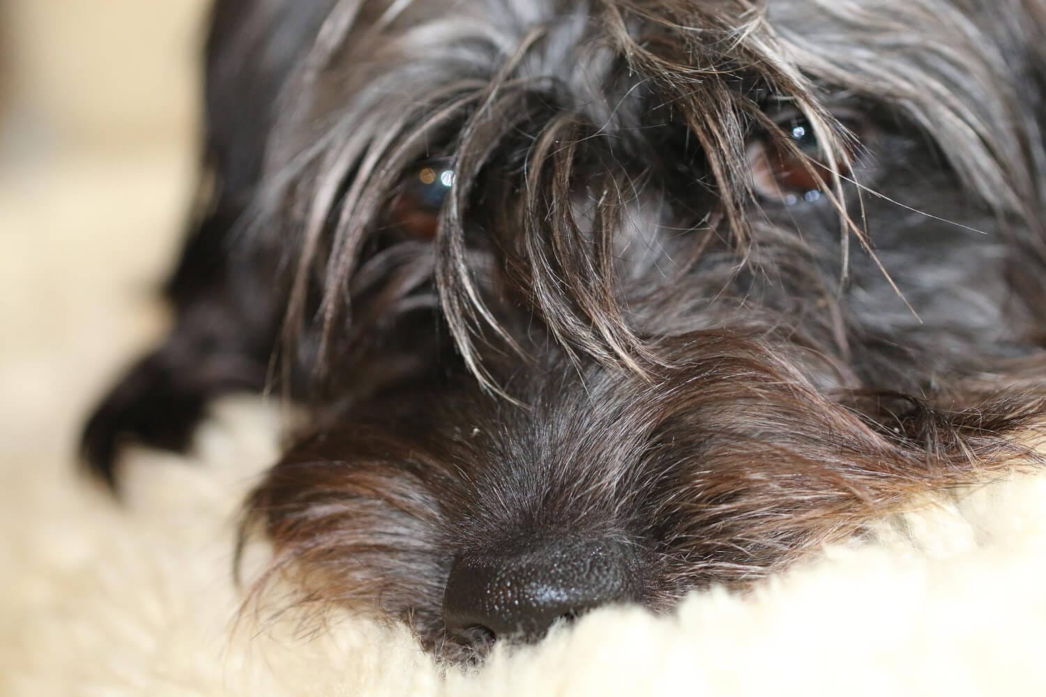 Queda De Pelos Em Cães Infecções Bacterianas Secundárias