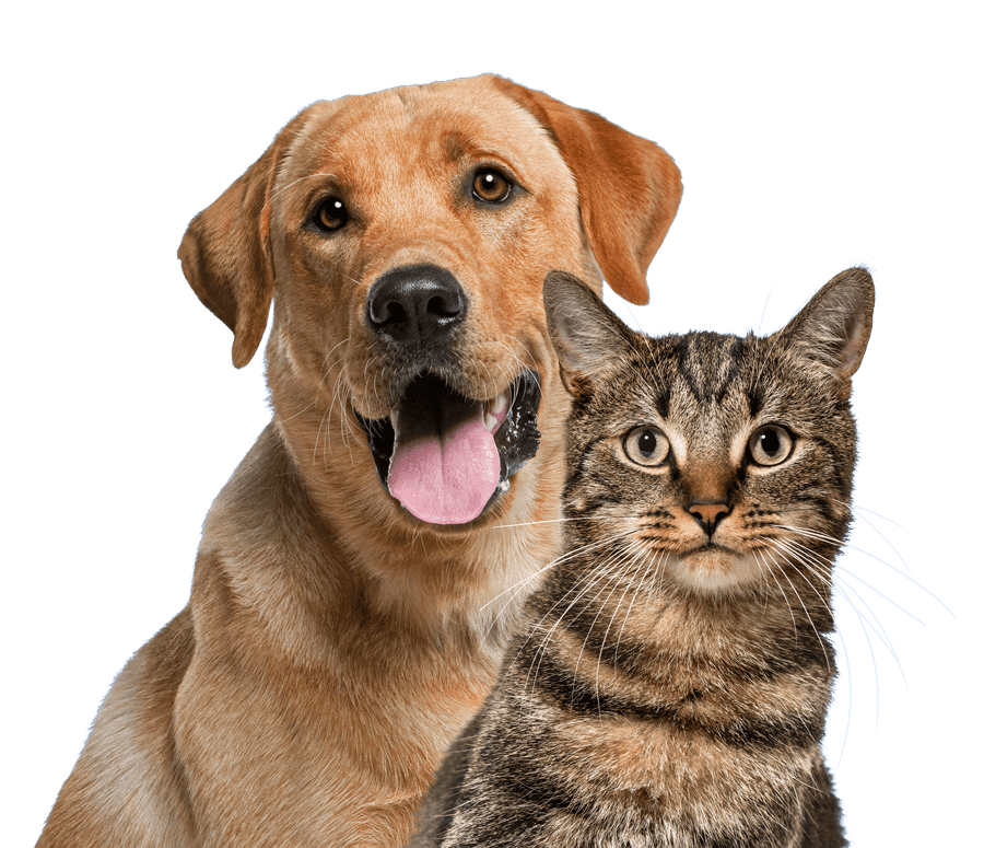 Vitamina E Para Pets: Como Esse Nutriente Acelera A Recuperação Da Pele 2 Petderma