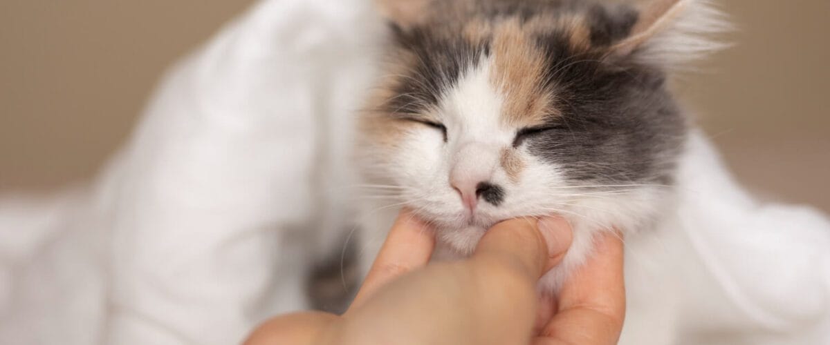 Cuidados Especiais Para Pets Com Pele Pigmentada E Propensão Ao Câncer 1 Petderma: Especialistas Em Dermatologia Veterinária Em São Paulo - Encontre O Melhor Cuidado Para Seu Pet Com A Petderma, Sua Clínica Especializada Em Dermatologia Veterinária Em Sp. Tratamentos Inovadores Para Cães E Gatos.