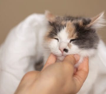 Cuidados Especiais Para Pets Com Pele Pigmentada E Propensão Ao Câncer 10 Petderma: Especialistas Em Dermatologia Veterinária Em São Paulo - Encontre O Melhor Cuidado Para Seu Pet Com A Petderma, Sua Clínica Especializada Em Dermatologia Veterinária Em Sp. Tratamentos Inovadores Para Cães E Gatos.