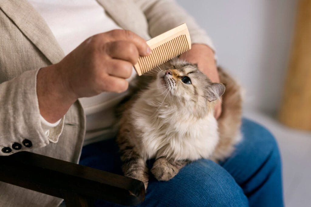 Quando A Queda De Pelos Indica Um Problema Mais Sério: Sinais De Alerta Que O Tutor Deve Observar 2 Alopecia Em Gatos