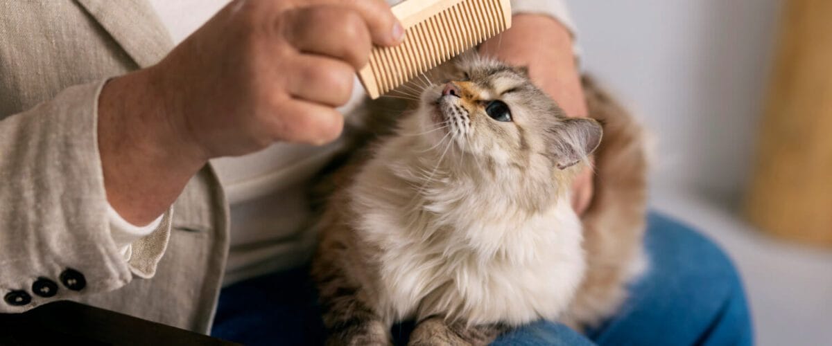 Estresse Em Gatos: Como Ele Pode Causar Problemas Dermatológicos E O Que Fazer 1 Alopecia Em Gatos