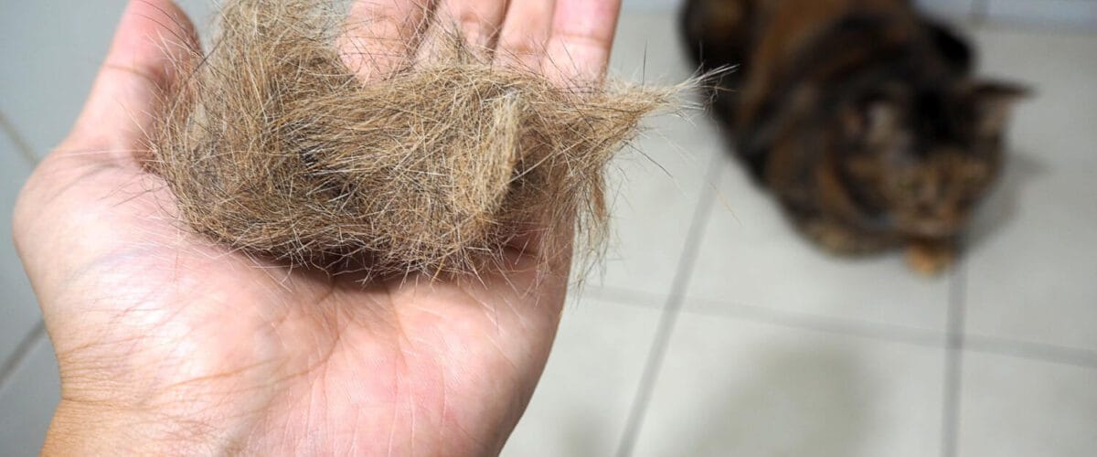 Quando A Queda De Pelos Indica Um Problema Mais Sério: Sinais De Alerta Que O Tutor Deve Observar 1 Alopecia Em Gatos Escovação